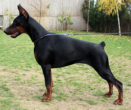 nera1