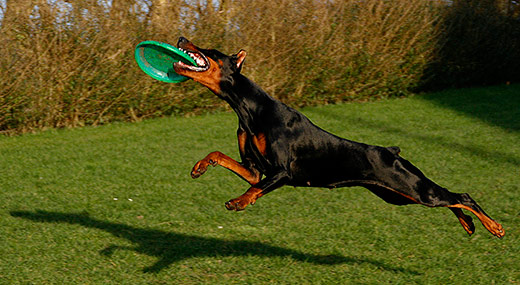 nyx-frisbee