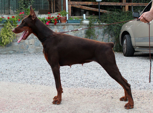 olivera