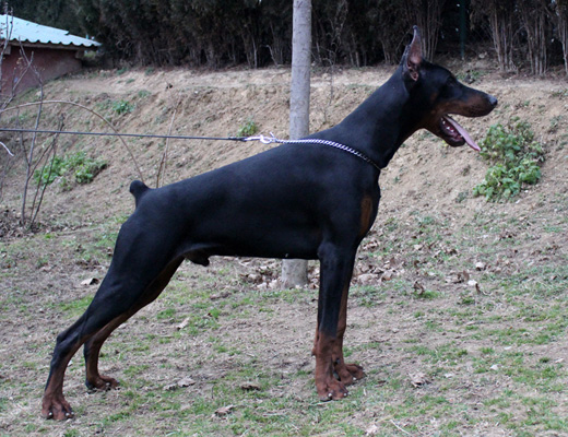 pasa