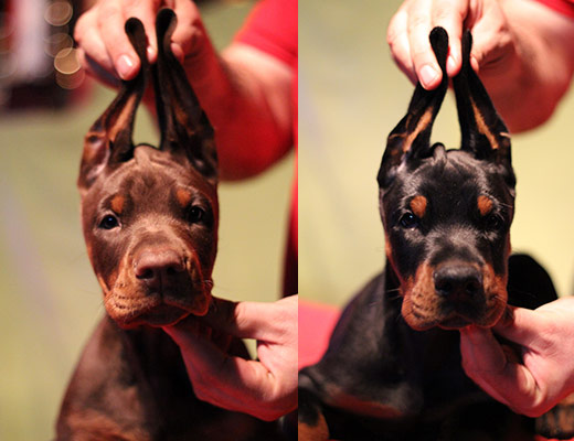 tijana-puppies