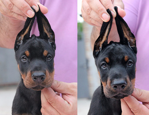 firstpuppy