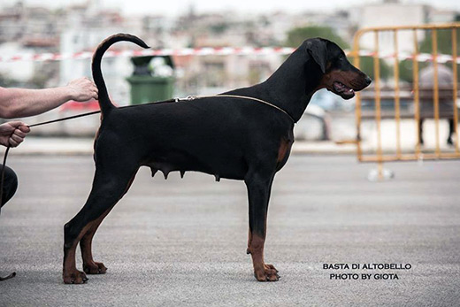 basta