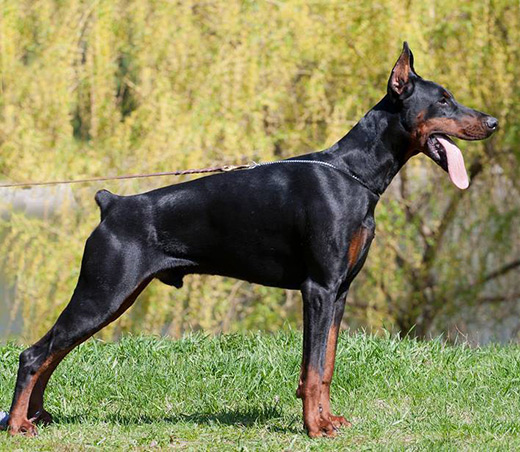 cesare