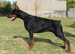 warta