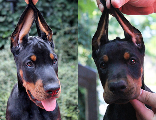 million-puppy