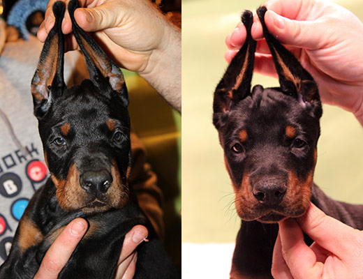 muropuppies