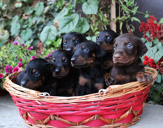 puppy-rihanna