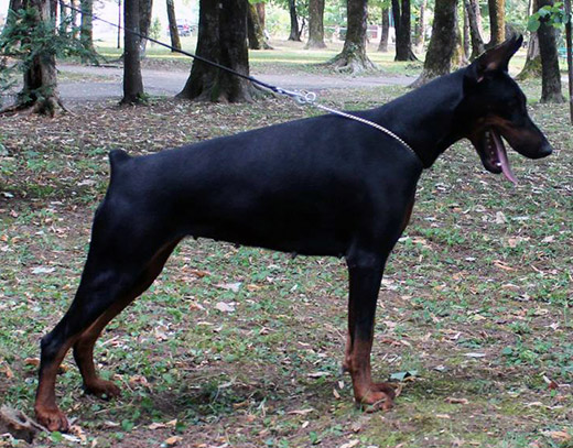 raya