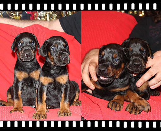30puppies