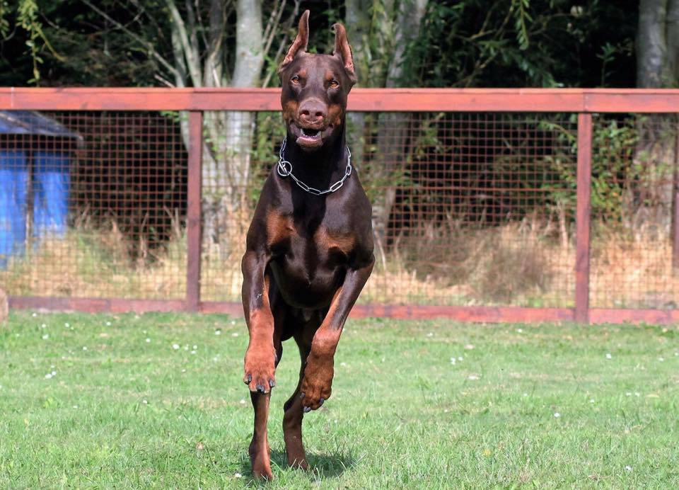 boxer