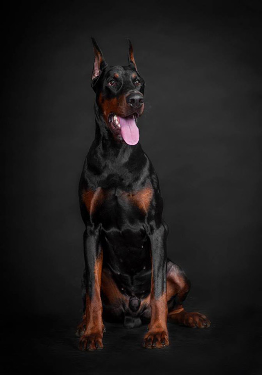 cesare