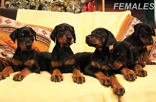 females1