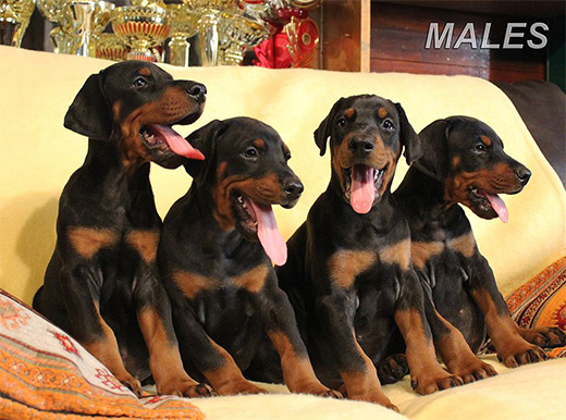 males1