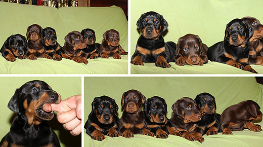 puppies01