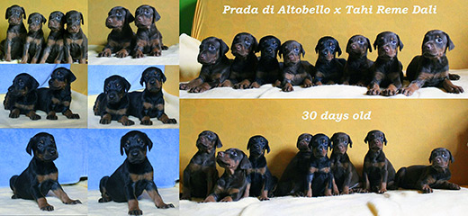 puppies2