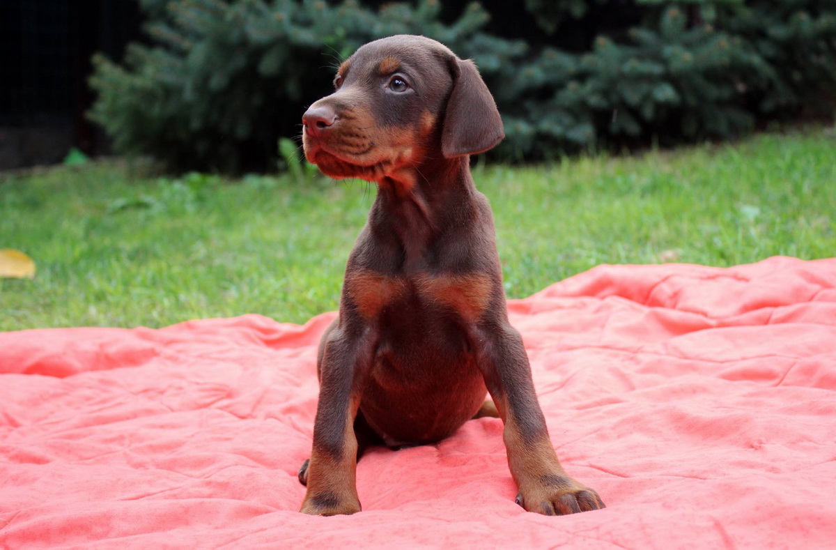 brown baby dobermann