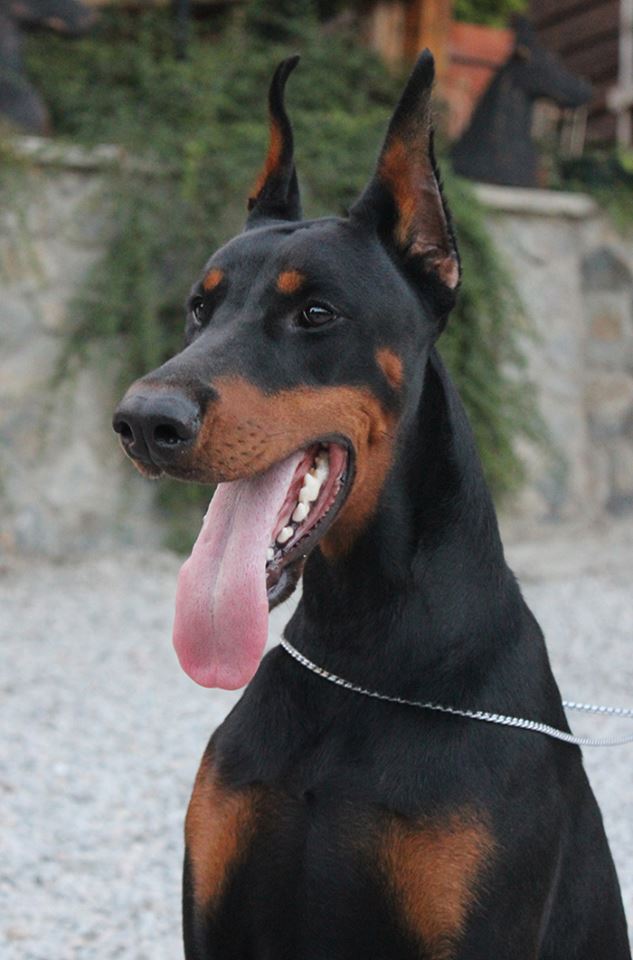 Females — PRIMA Dobermans