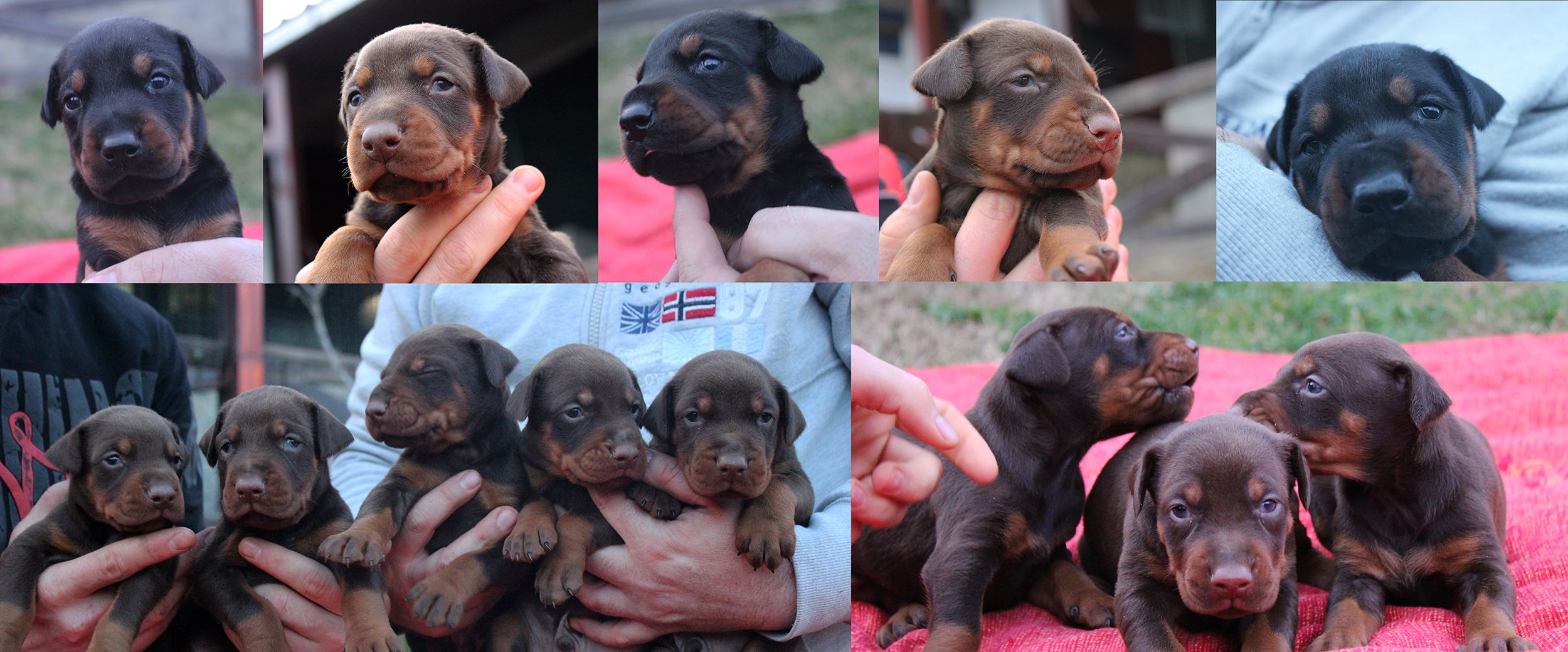 hqpup