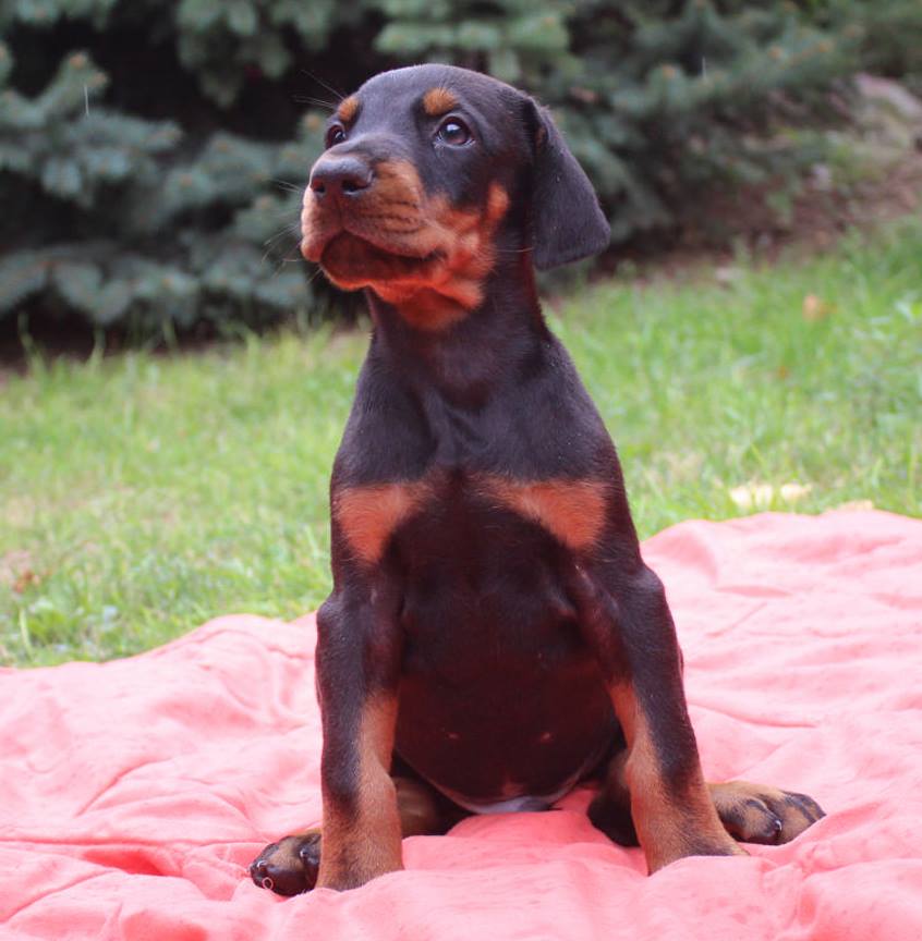 posing