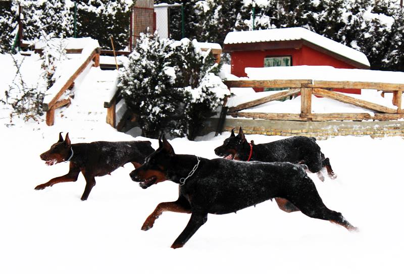 snow