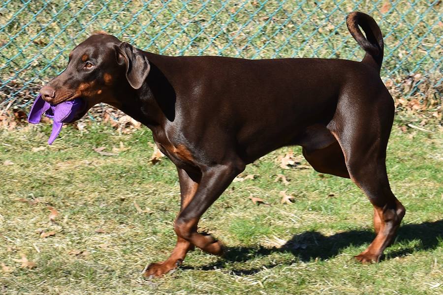 drosco