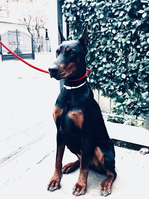 estelle
