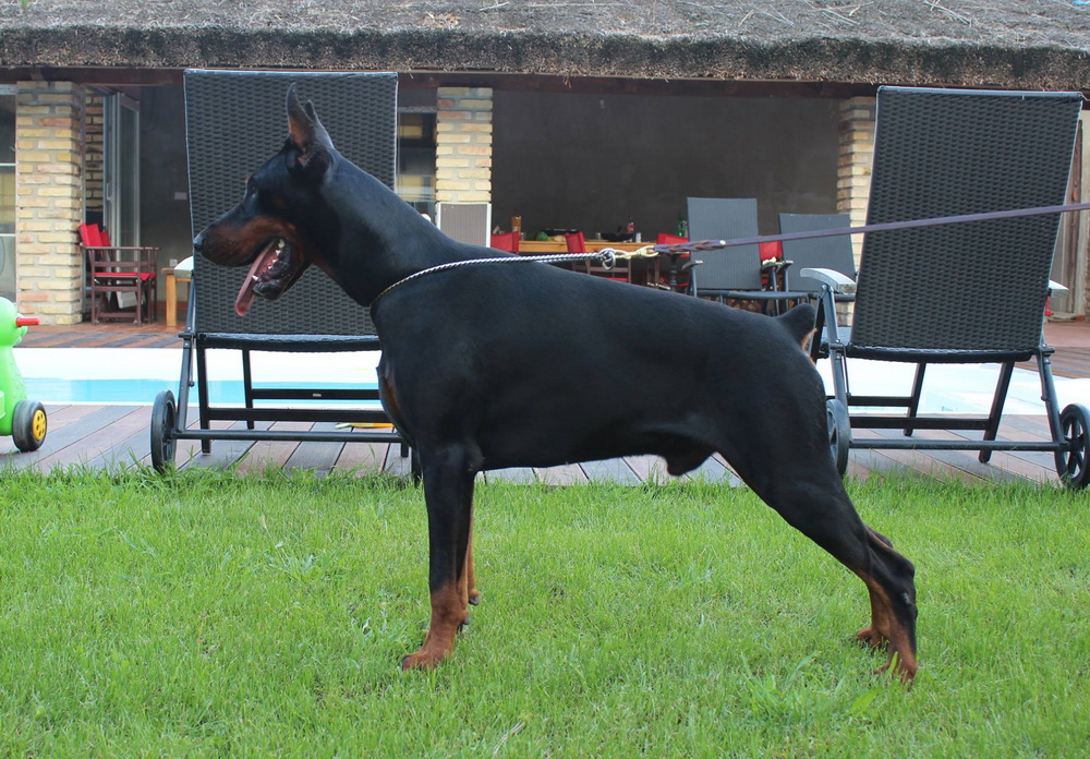 matador01