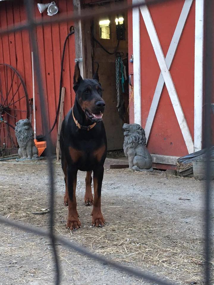 vito02