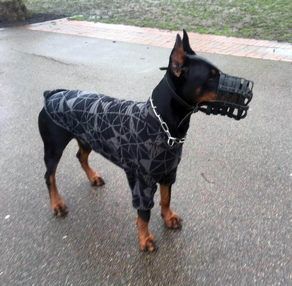 wardog