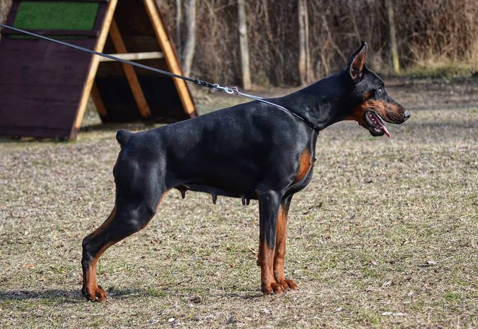 aristok