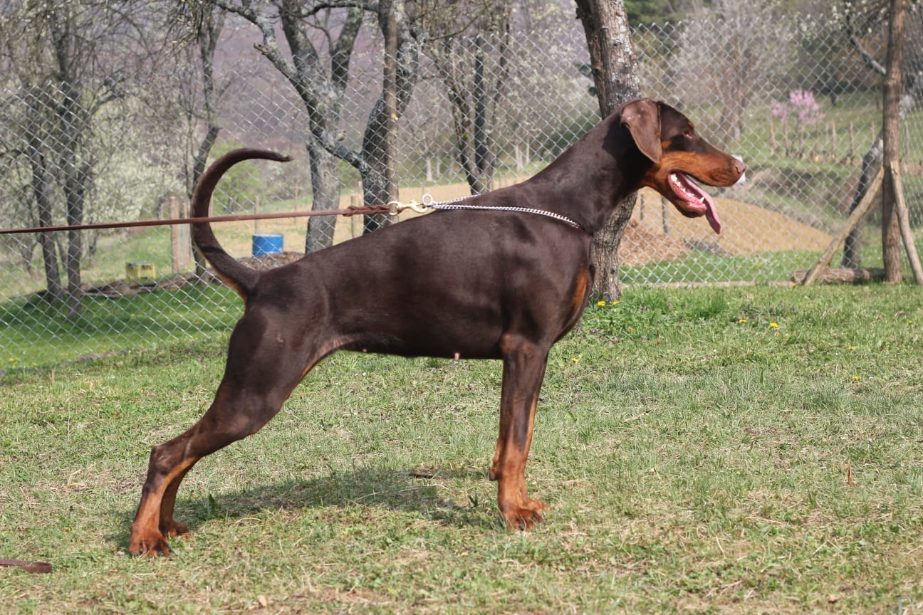 tijanabrutal