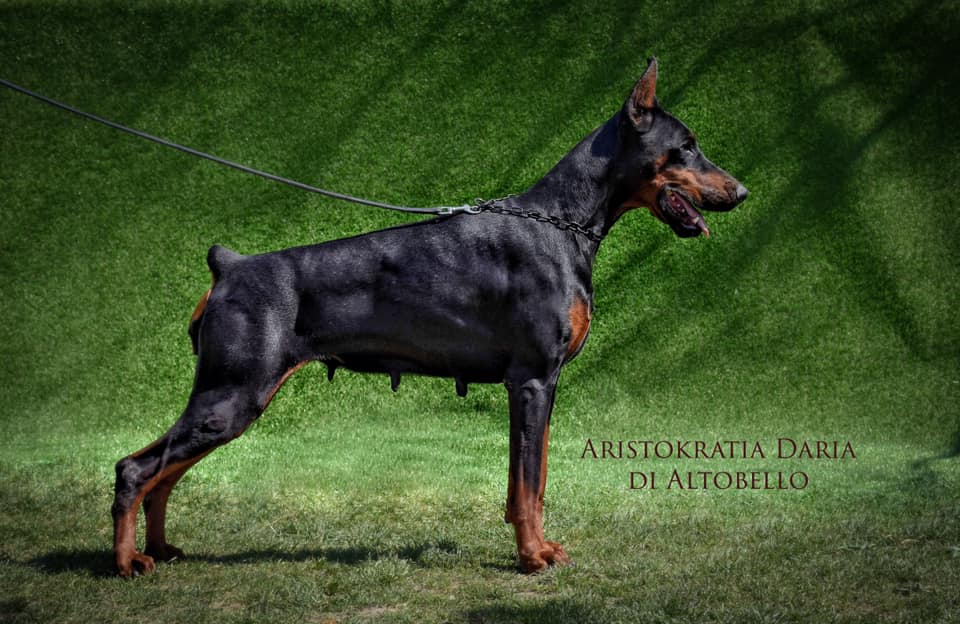 aristokratia01