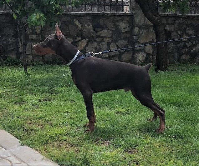 astor