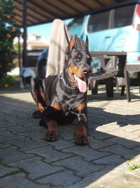 hargento011