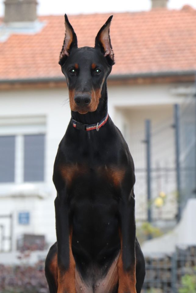 khalisi