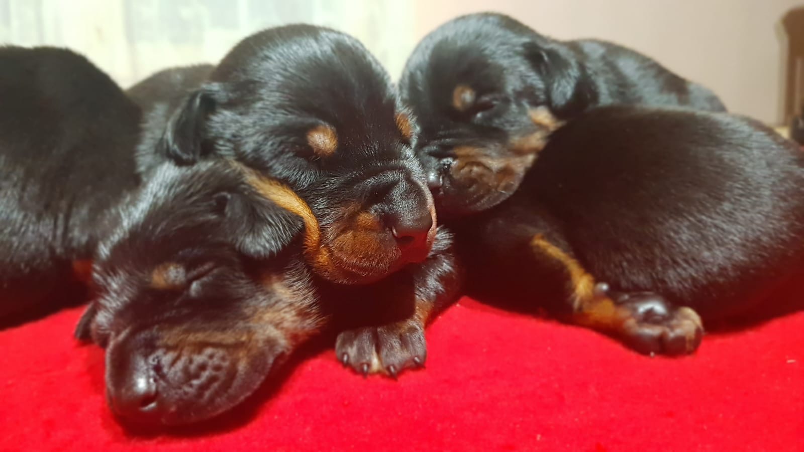 puppies01