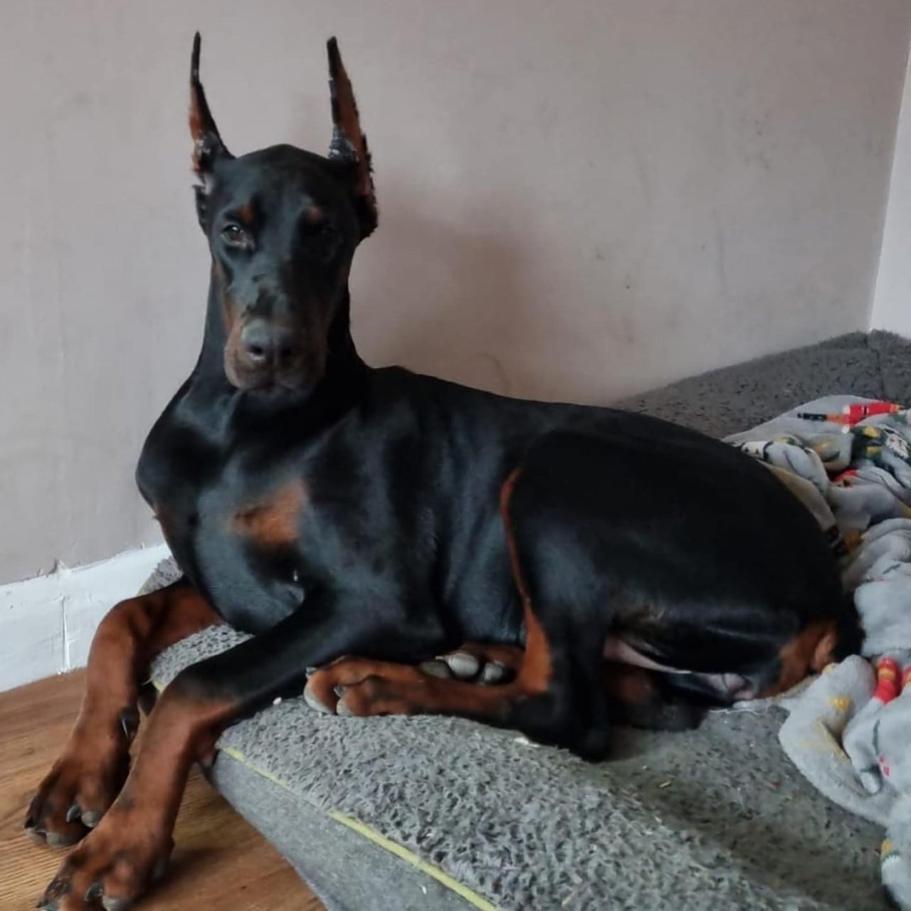 gabriella