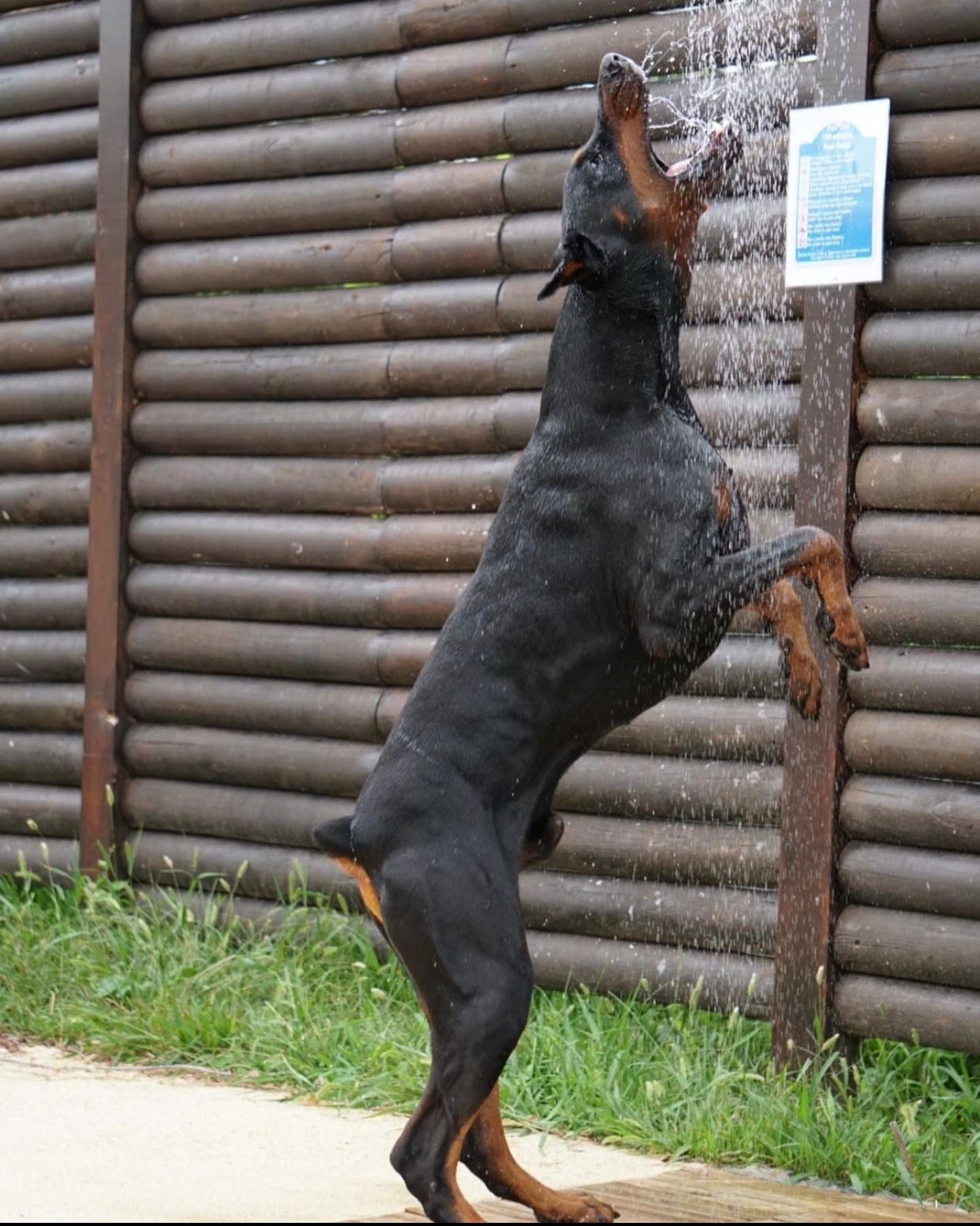 matador