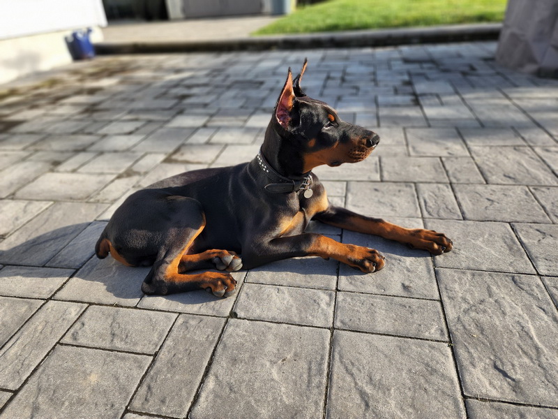 ozren