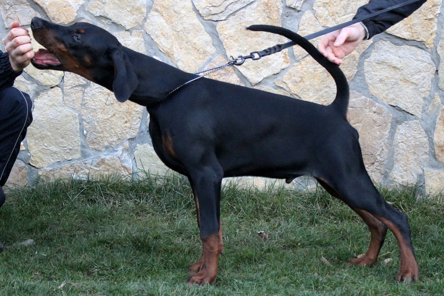 stonepuppy