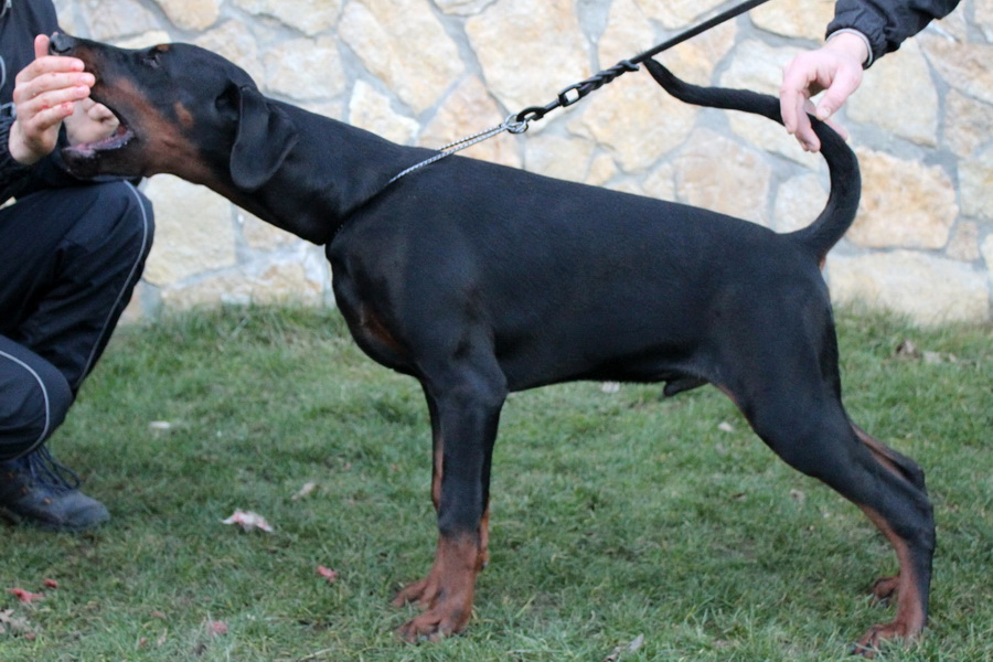sutonpuppy