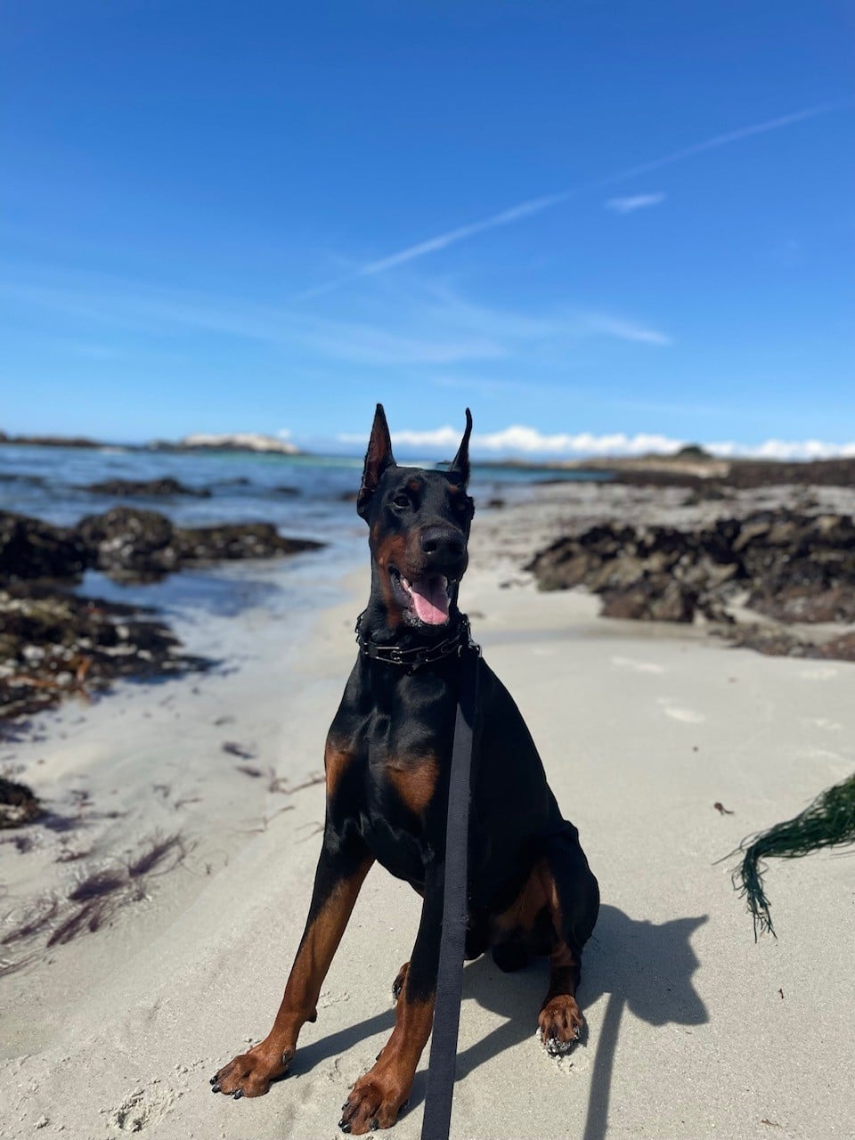 xero