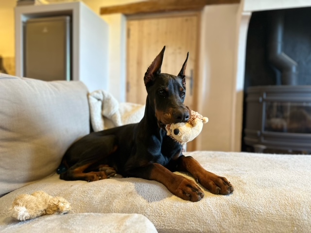 blackottopuppy