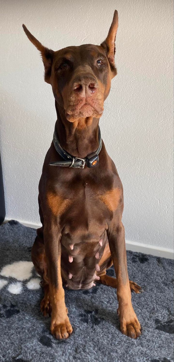 bambina