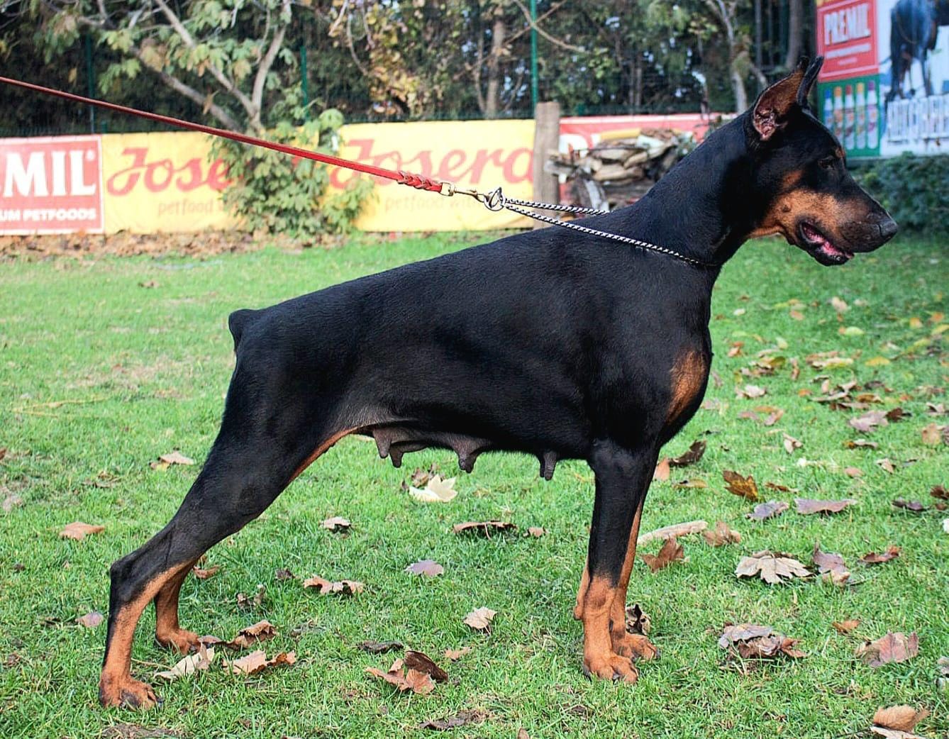 perla1