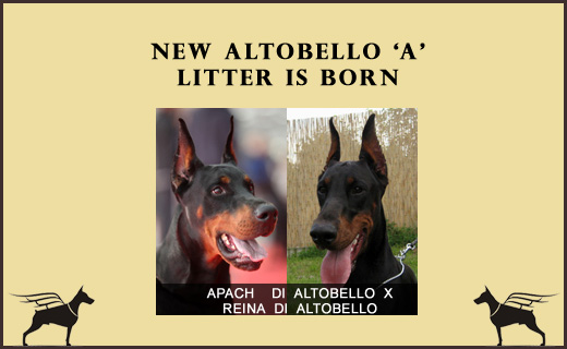 ester-boy-litter