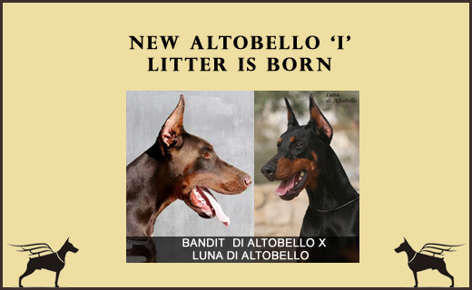 ester-boy-litter