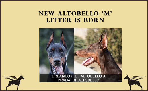 ester-boy-litter
