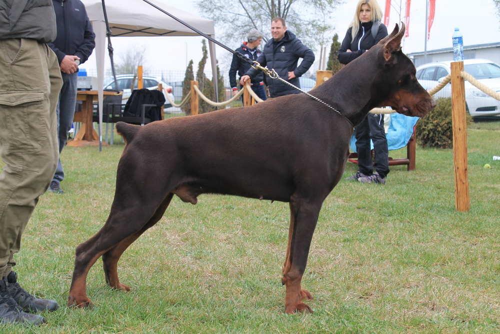 astor1